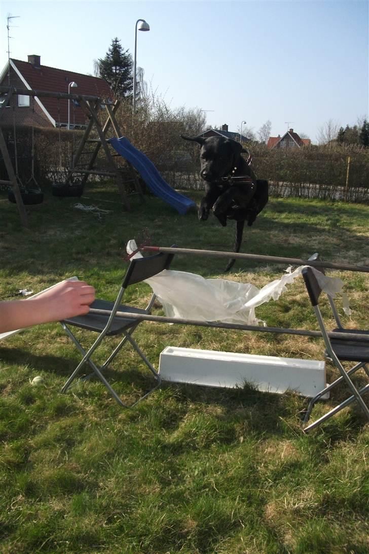 Labrador retriever Uffe <3 <3  billede 14