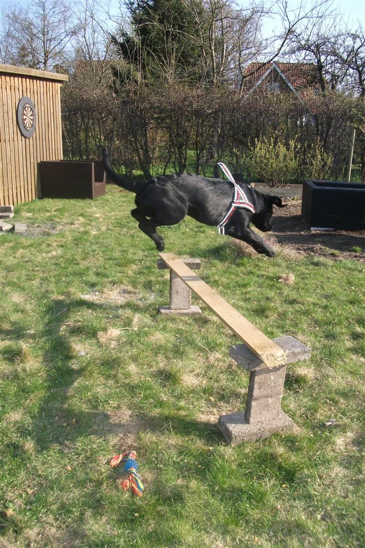 Labrador retriever Uffe <3 <3  billede 15