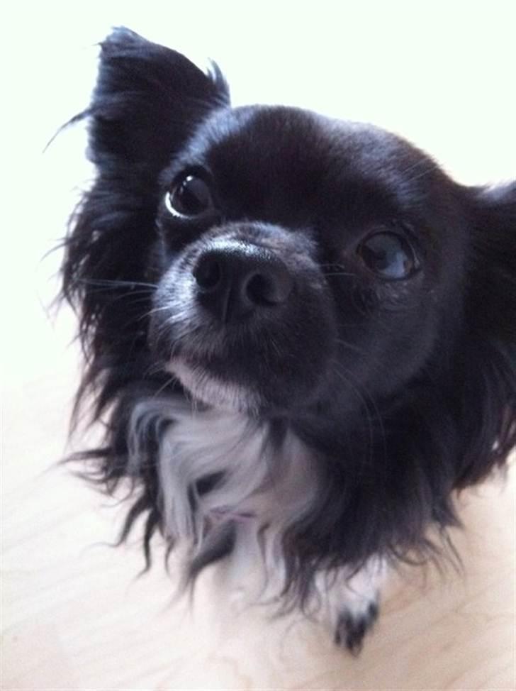 Chihuahua Magnus. billede 16