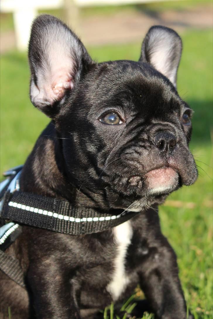 Fransk bulldog Tayson billede 6