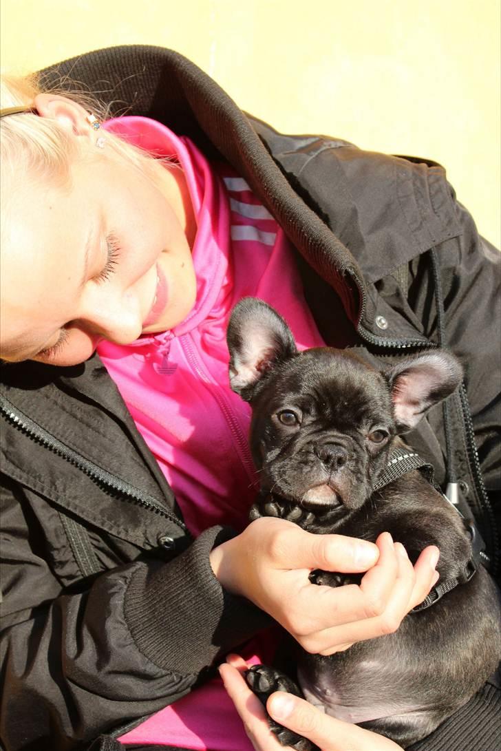 Fransk bulldog Tayson billede 5