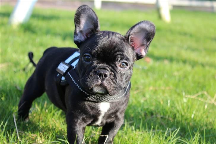 Fransk bulldog Tayson billede 2