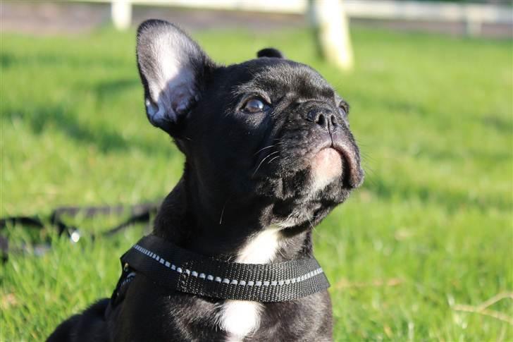 Fransk bulldog Tayson billede 7