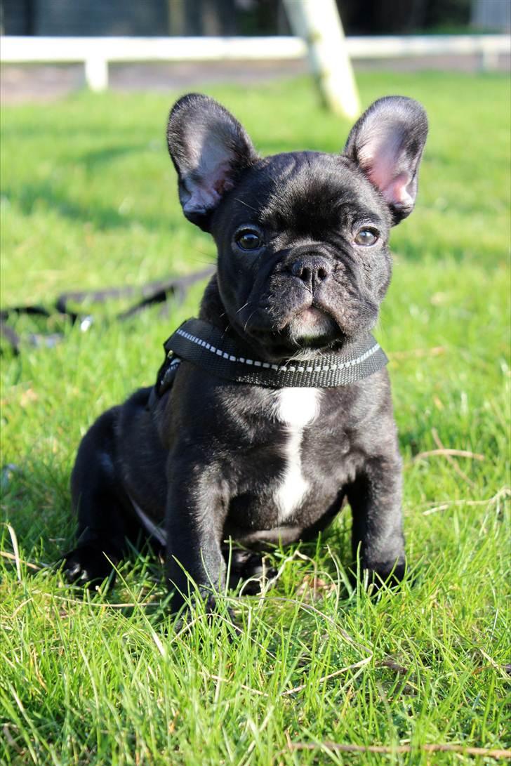 Fransk bulldog Tayson billede 3