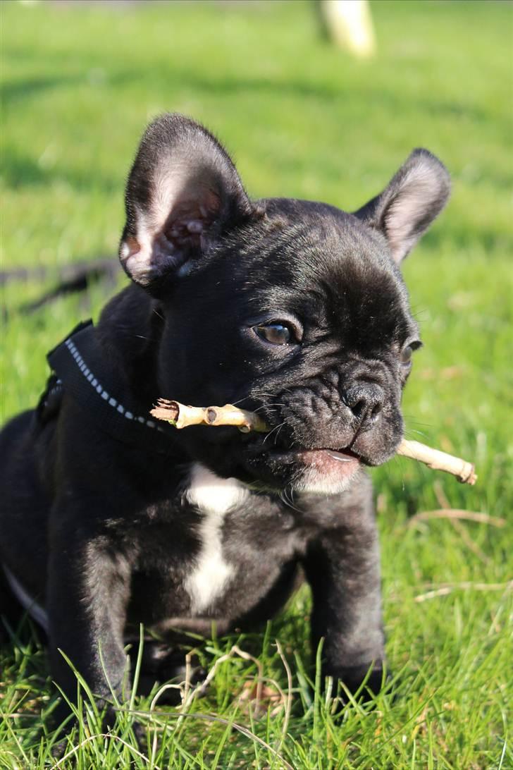 Fransk bulldog Tayson billede 8