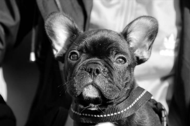 Fransk bulldog Tayson billede 4