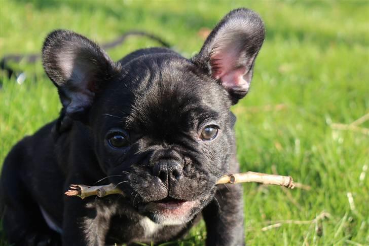 Fransk bulldog Tayson billede 9