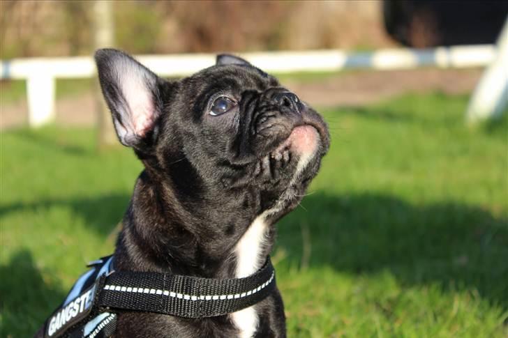 Fransk bulldog Tayson billede 10