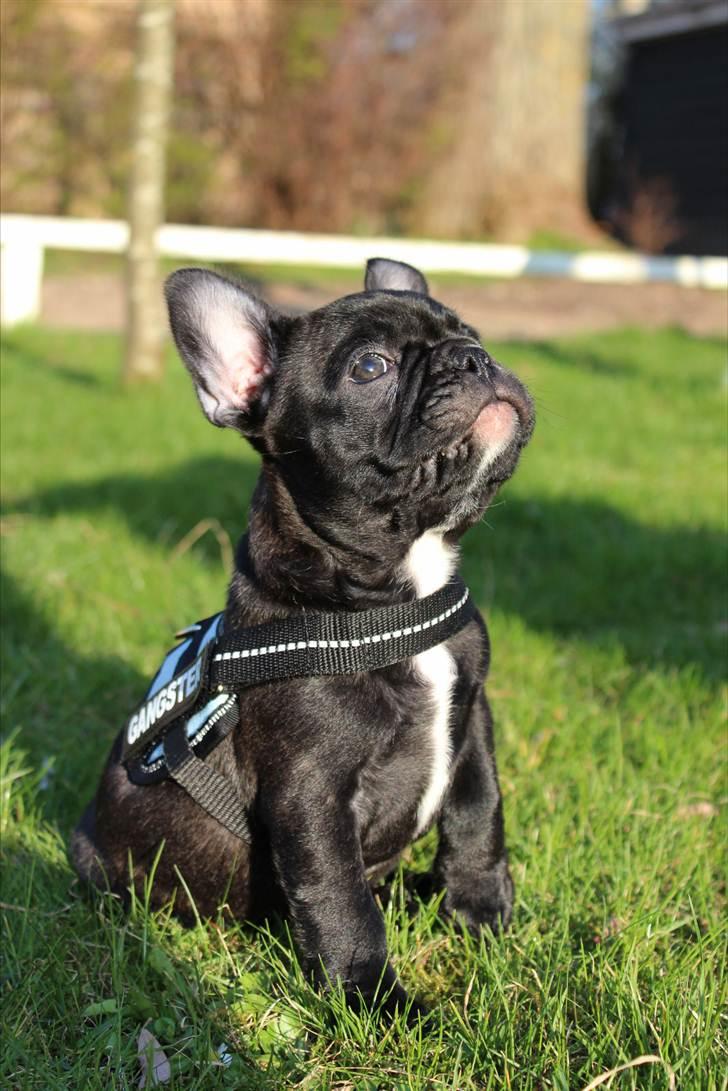 Fransk bulldog Tayson billede 11