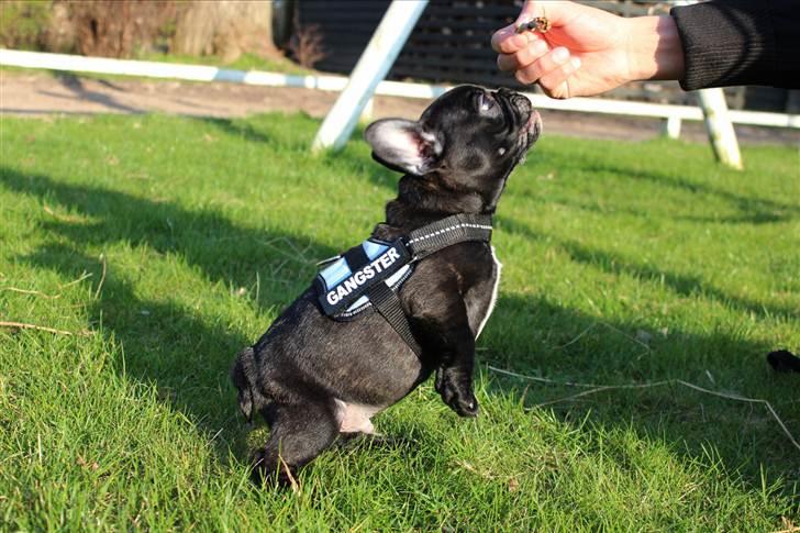 Fransk bulldog Tayson billede 12