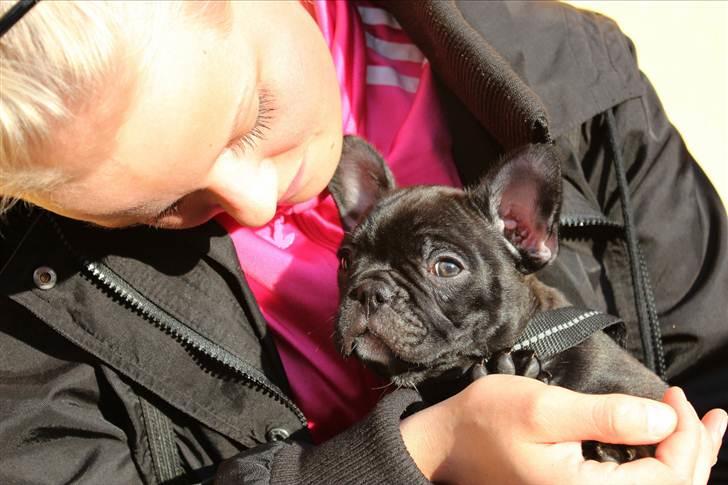 Fransk bulldog Tayson billede 13