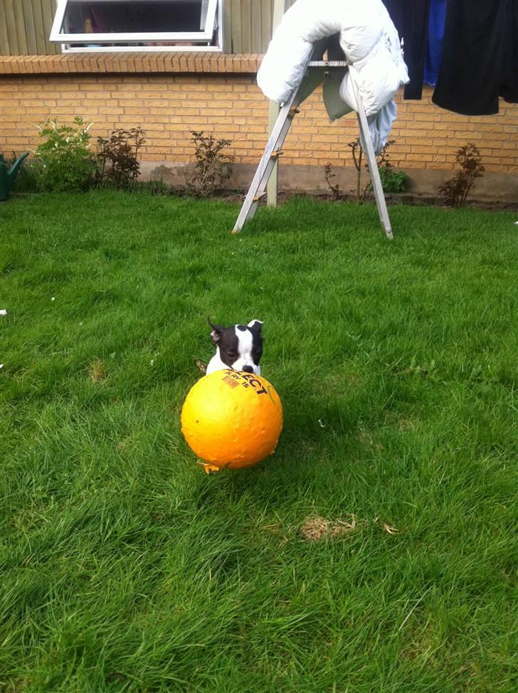 Chihuahua Chanel billede 12