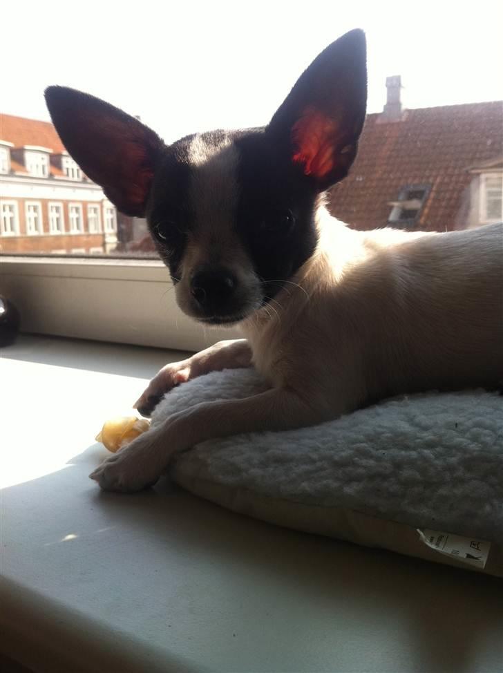 Chihuahua Chanel billede 13