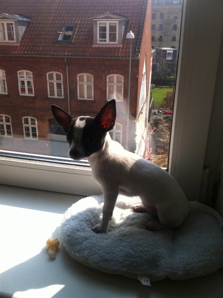 Chihuahua Chanel billede 14