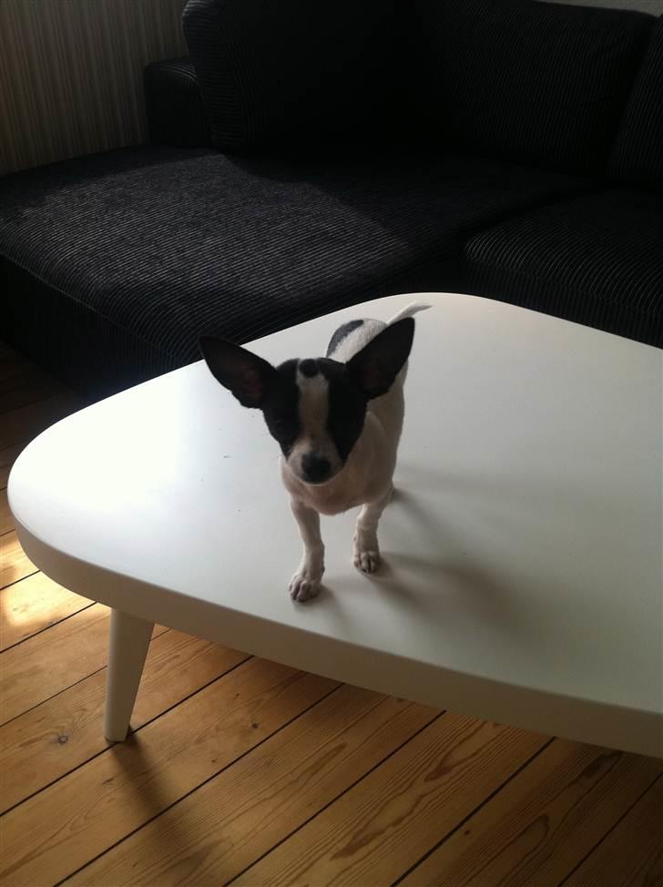 Chihuahua Chanel billede 15