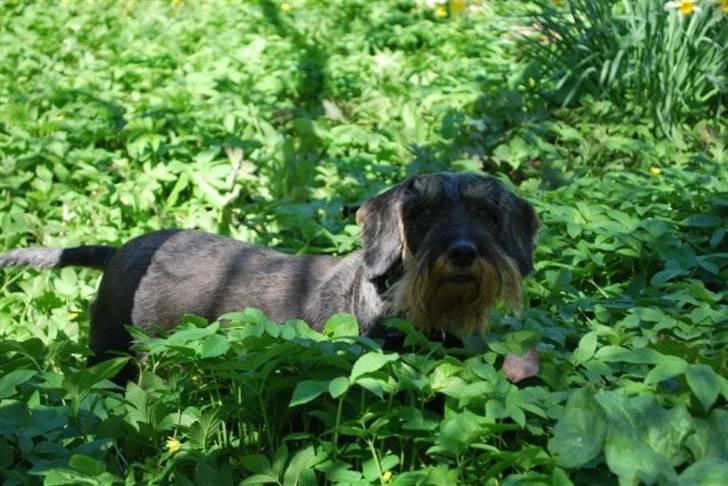 Gravhund Anton (desværre aflivet)  billede 1