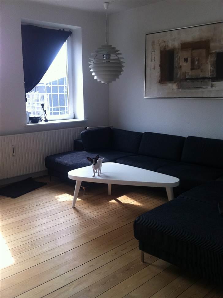 Chihuahua Chanel billede 16