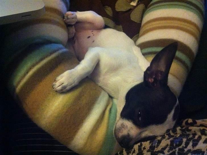 Chihuahua Chanel billede 17