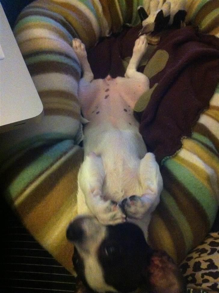 Chihuahua Chanel billede 18