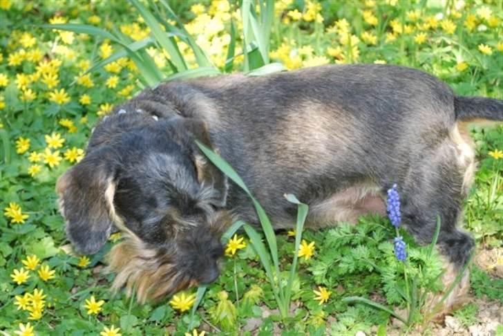 Gravhund Anton (desværre aflivet)  billede 2