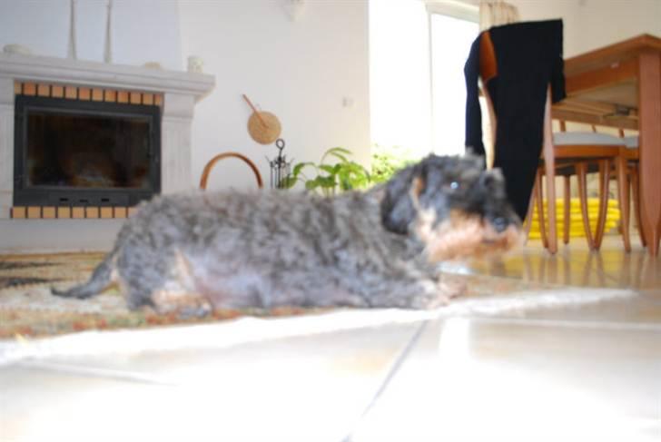 Gravhund Anton (desværre aflivet)  billede 3