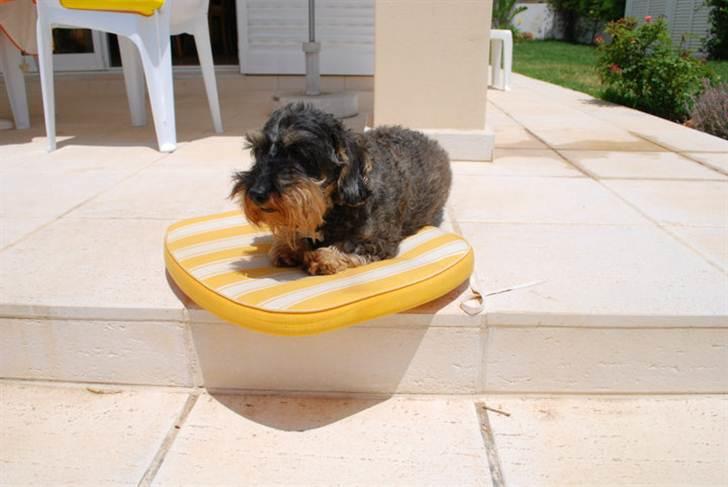 Gravhund Anton (desværre aflivet)  billede 4