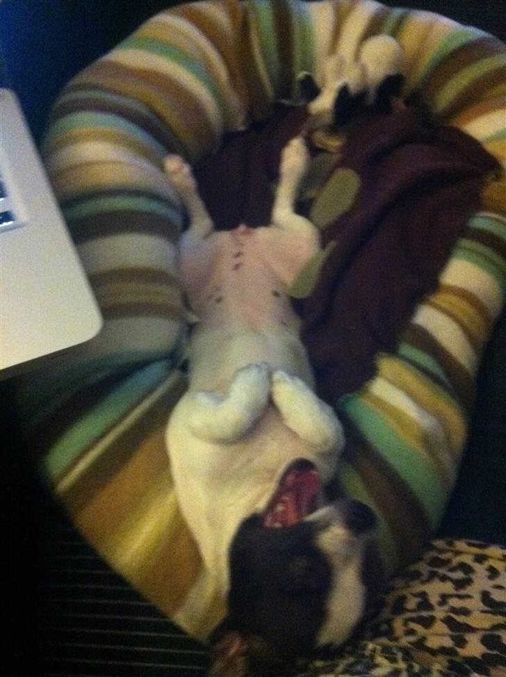 Chihuahua Chanel billede 19