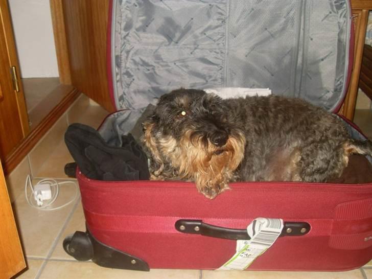 Gravhund Anton (desværre aflivet)  billede 7