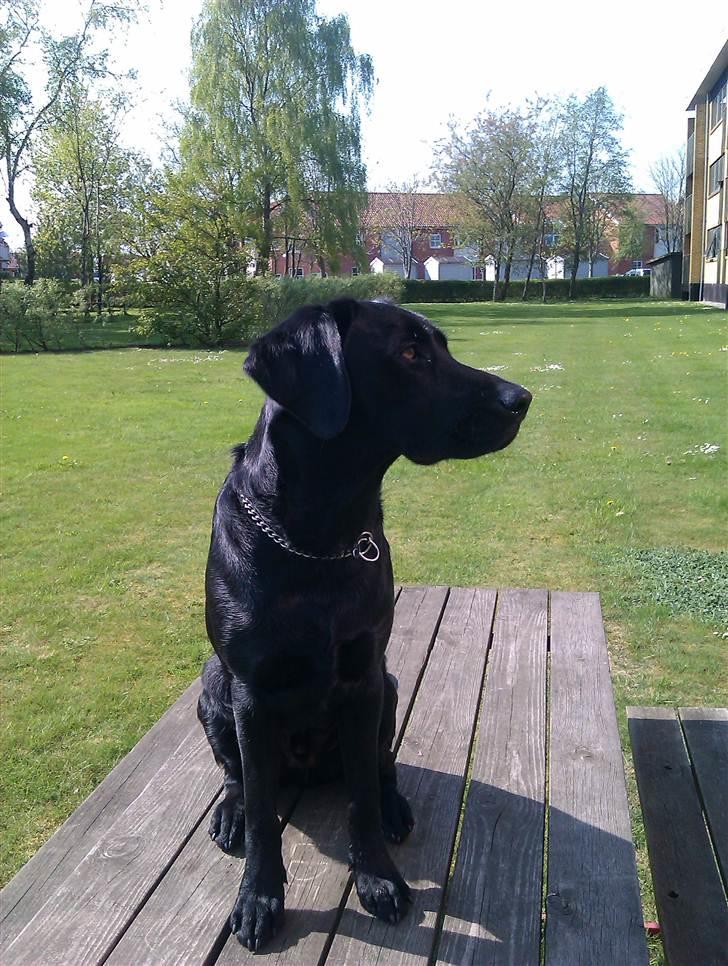 Labrador retriever Rickey billede 10