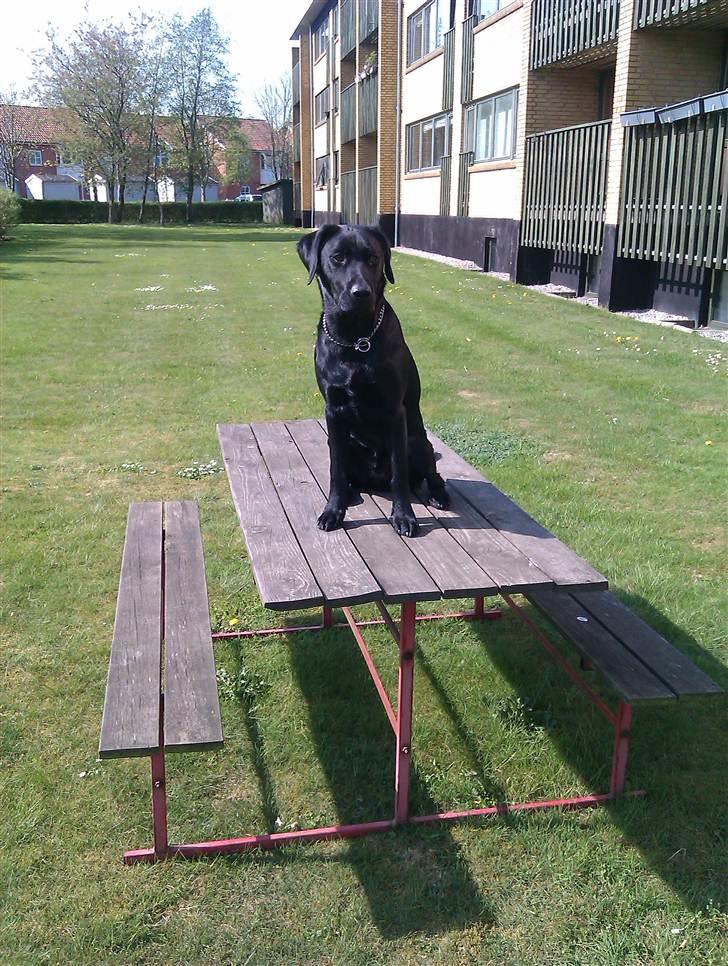 Labrador retriever Rickey billede 11