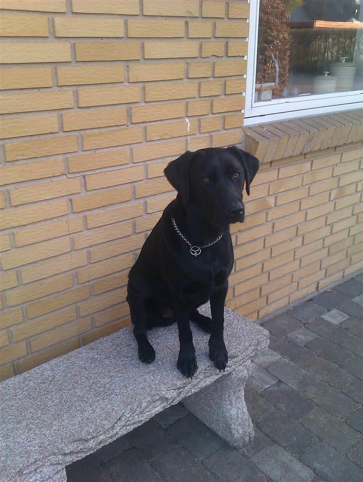 Labrador retriever Rickey billede 12