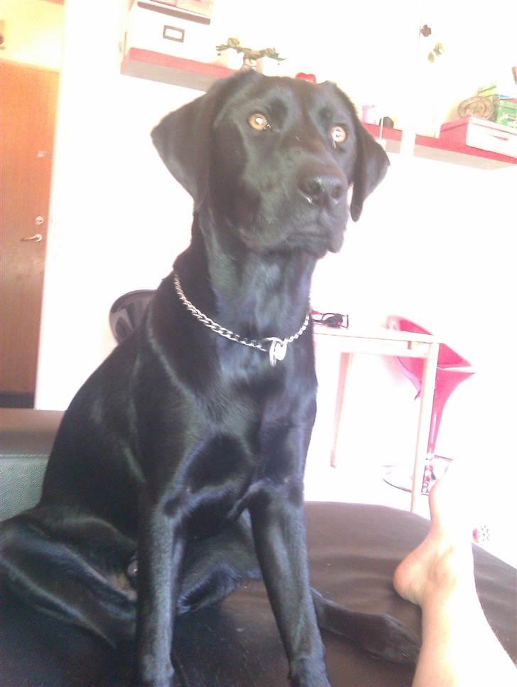 Labrador retriever Rickey billede 13