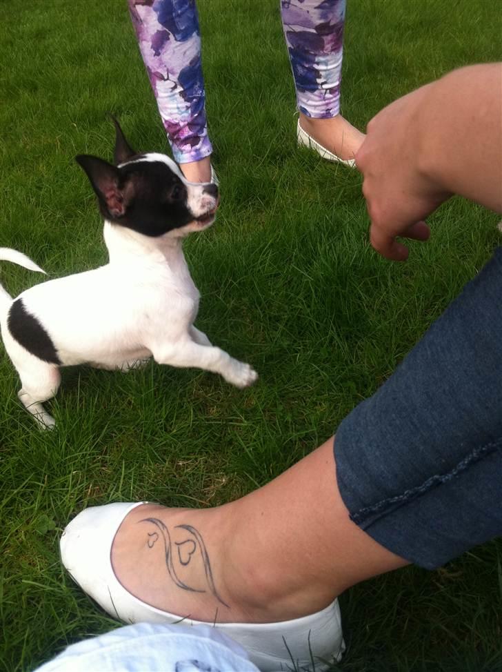 Chihuahua Chanel billede 20