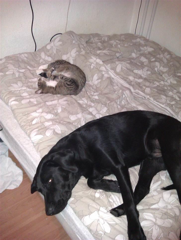 Labrador retriever Rickey billede 14