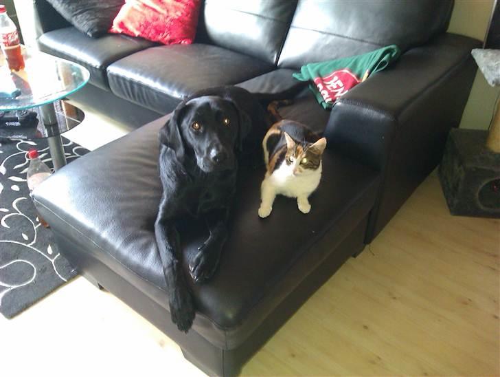 Labrador retriever Rickey billede 15