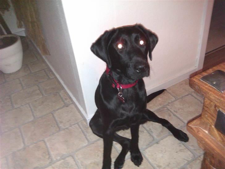 Labrador retriever Rickey billede 16