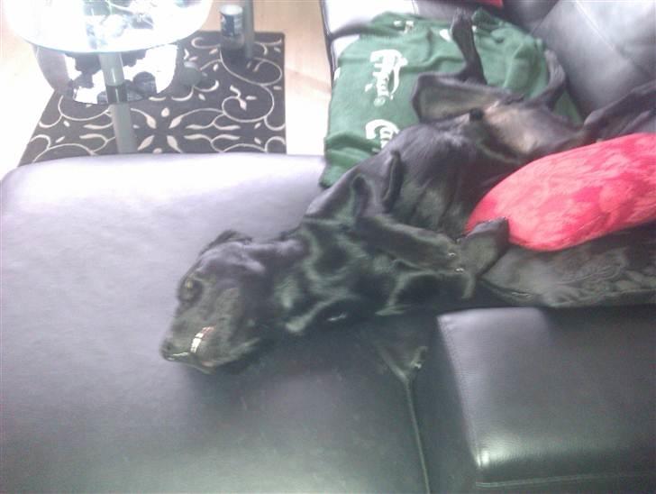 Labrador retriever Rickey billede 17