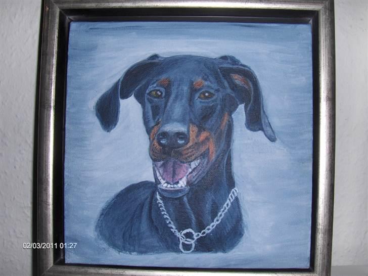 Dobermann Kaizo - Maleri af Kaizo  billede 20