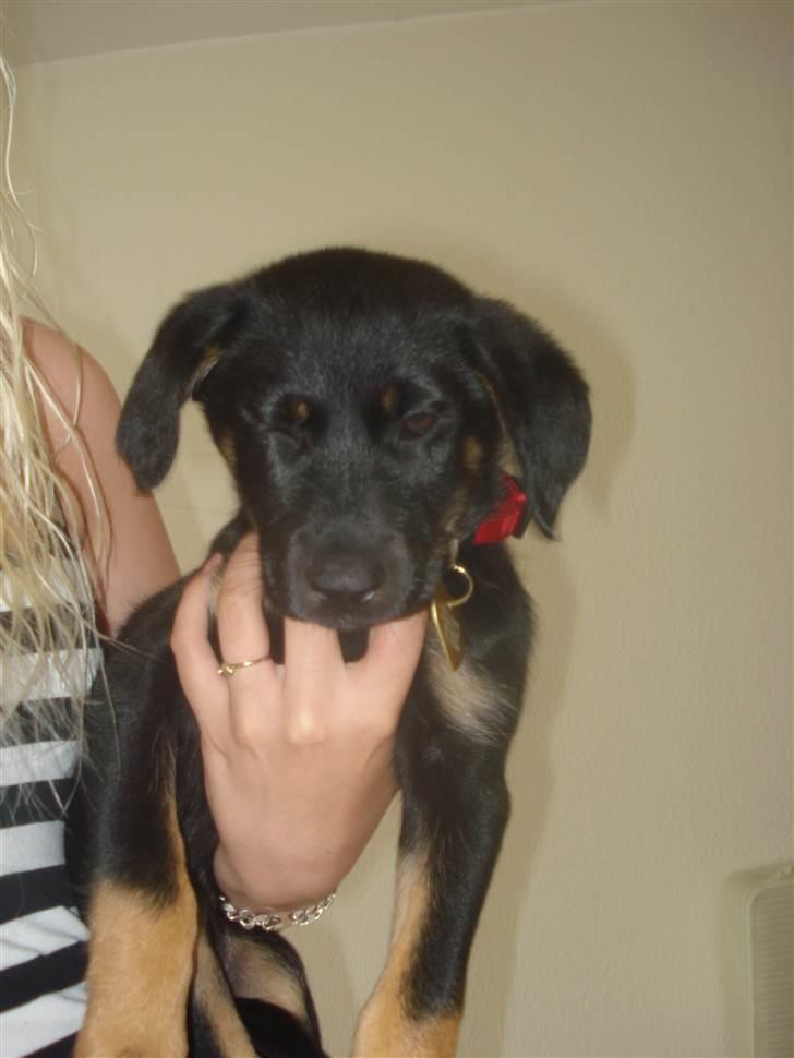 Blanding af racer Sica - Jeg giver dig lige en charmeblink for at fortælle hvor taknemlig jeg er for at min mor og far købte mig ! (: her er jeg liiige kommet hjem.. 9 uger gammel.  billede 16