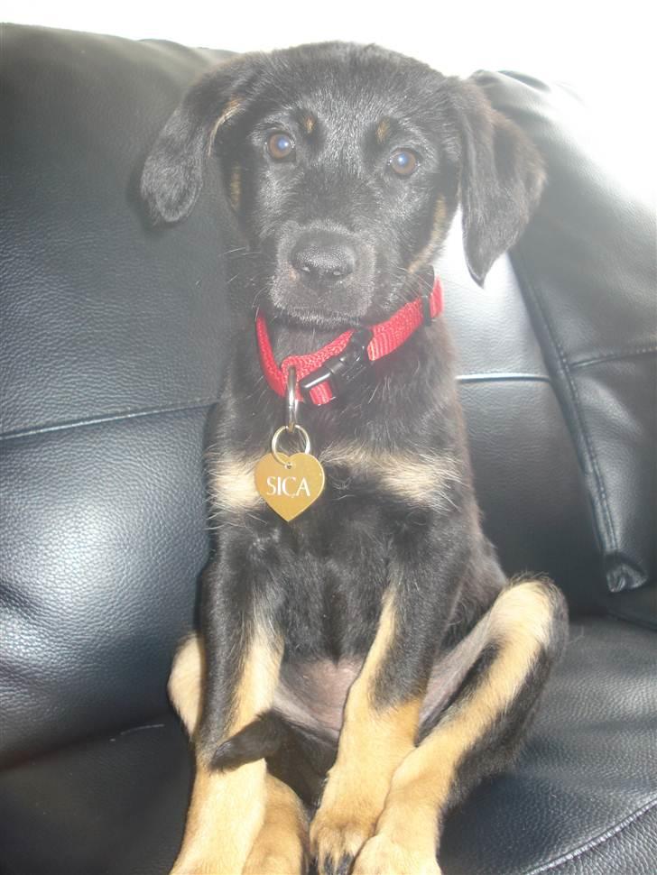 Blanding af racer Sica - 9 uger. wauw! se lige mit nye seje navneskilt :) nu kan jeg løbe væk, men stadig komme tilbage til mor og far  :) sejt ik?  billede 17