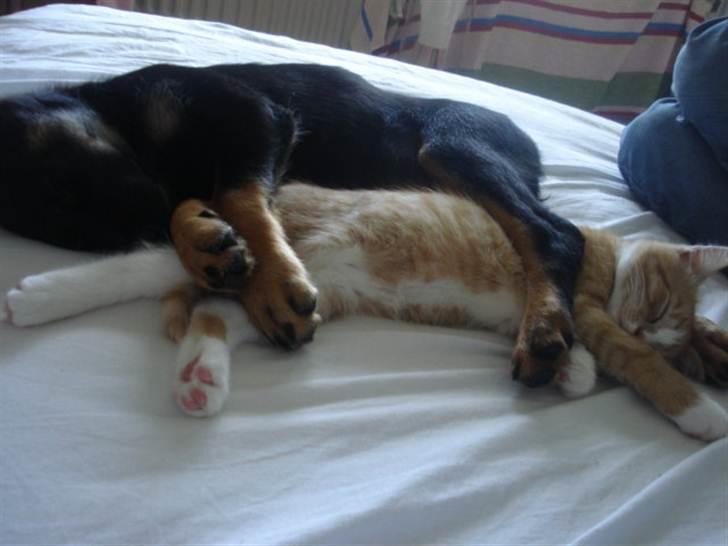 Blanding af racer Sica - her er jeg på ferie hos min mormor, da min mor og far var på ferie. Katten harald er min BEDSTE katteven! :) billede 18