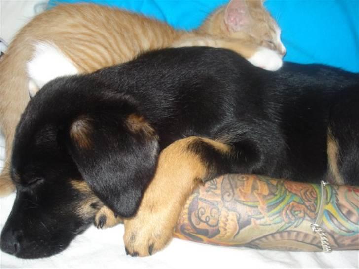 Blanding af racer Sica - Deep sleep! :)) billede 19