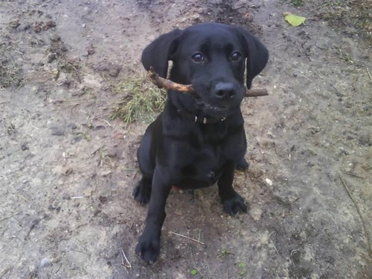 Labrador retriever Bølle billede 5