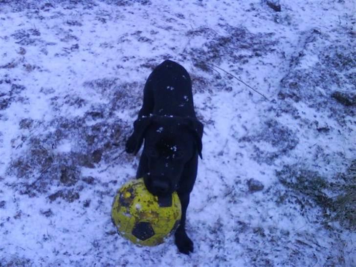Labrador retriever Bølle billede 6