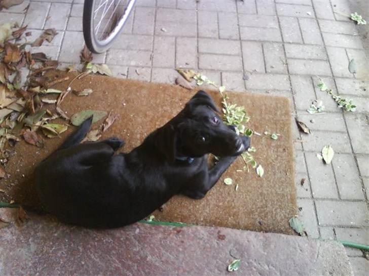 Labrador retriever Bølle billede 7