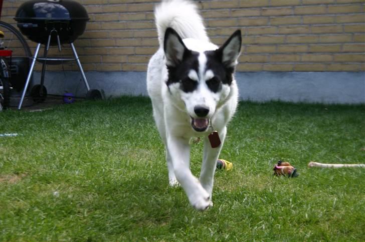 Alaskan husky Cayza billede 6