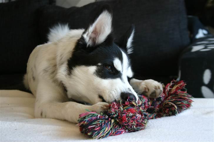 Alaskan husky Cayza billede 7