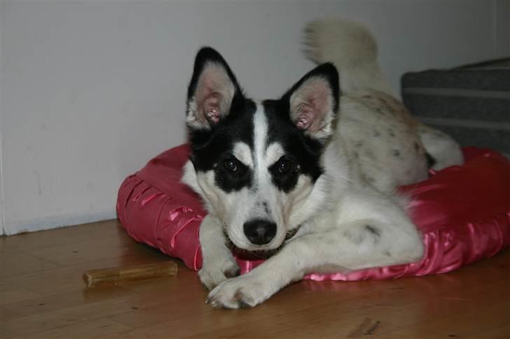 Alaskan husky Cayza billede 4