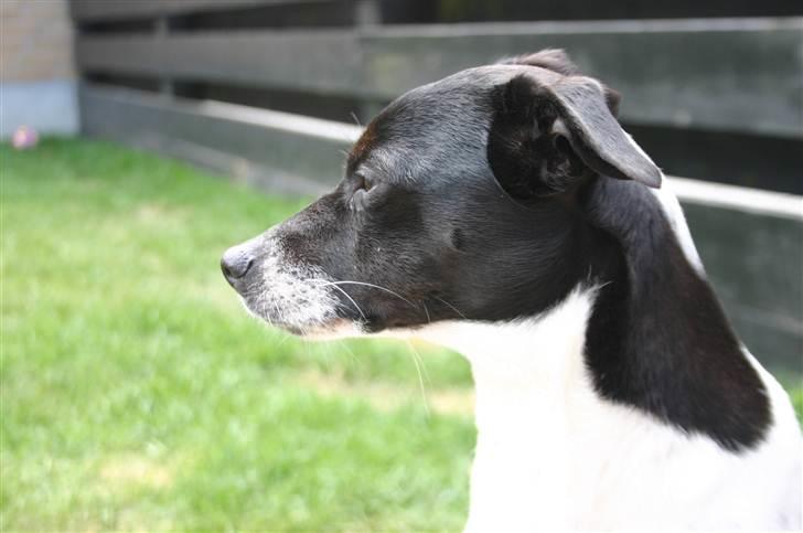 Dansk svensk gaardhund Mille billede 5