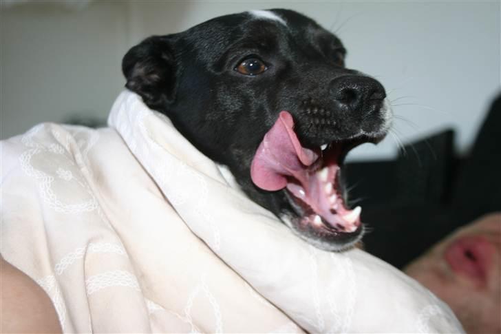 Dansk svensk gaardhund Mille billede 15